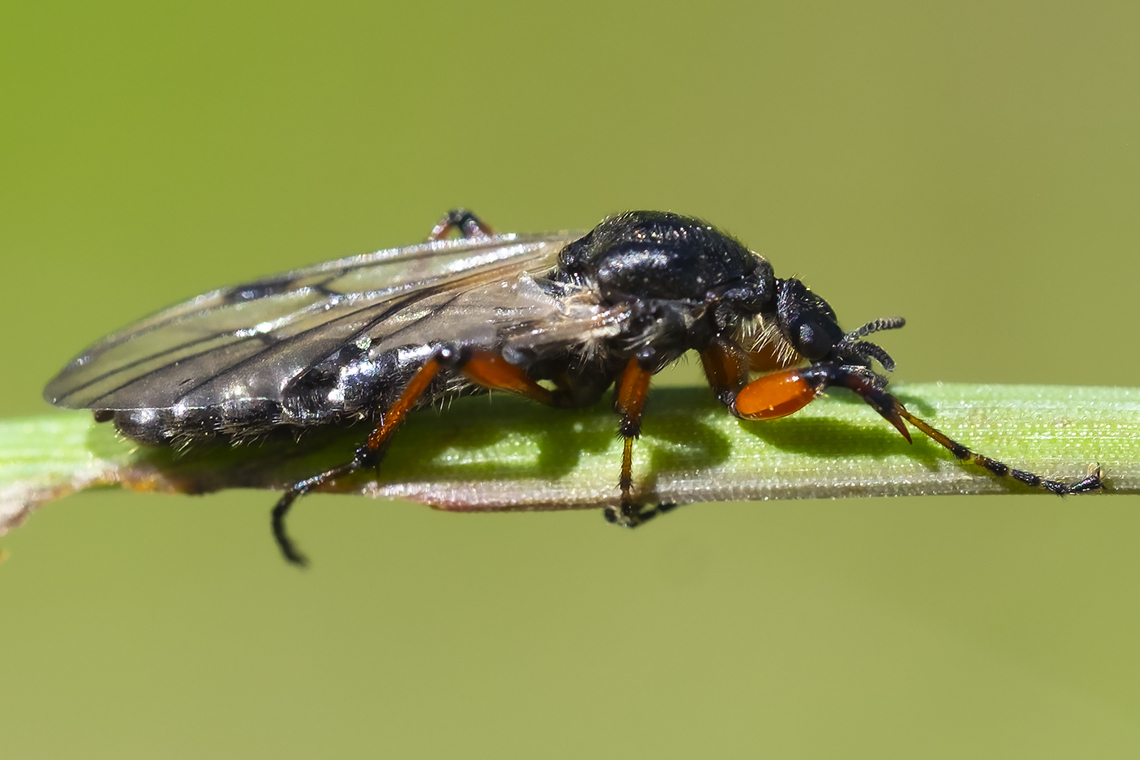 March fly - Bibio sp.  Bibio xanthopus,Geotagged,Spring,United States