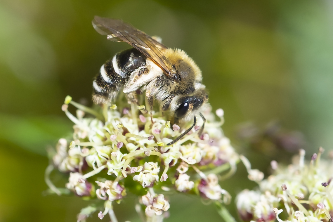 Halictus sp. bee  Geotagged,Spring,United States