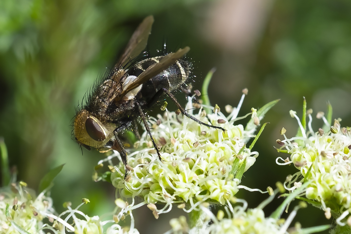 Possible tachnid fly  Geotagged,Spring,United States
