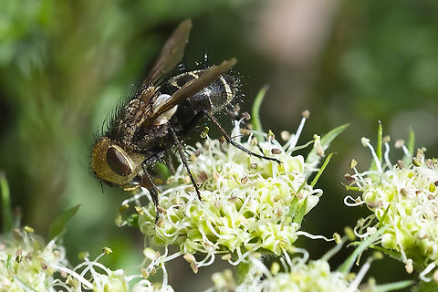 Possible tachnid fly  Geotagged,Spring,United States