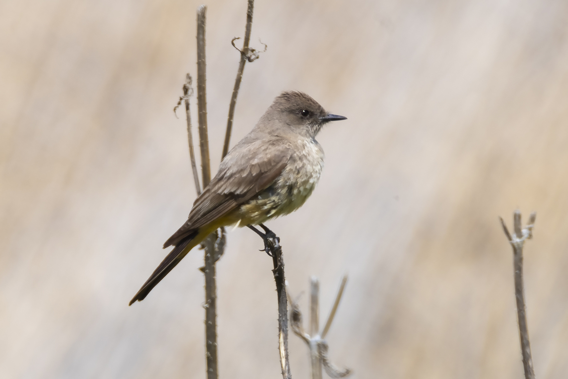 Say's Phoebe  Geotagged,Say's phoebe,Sayornis saya,Spring,United States