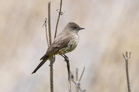 Say's Phoebe Geotagged,Say's phoebe,Sayornis saya,Spring,United States