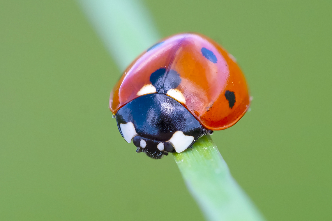 seven-spotted lady beetle  Coccinella septempunctata,Geotagged,Seven-spotted Lady Beetle,Spring,United States