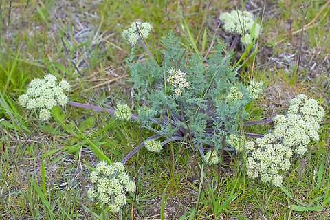 Canby's desert parsley  Geotagged,Lomatium canbyi,Spring,United States