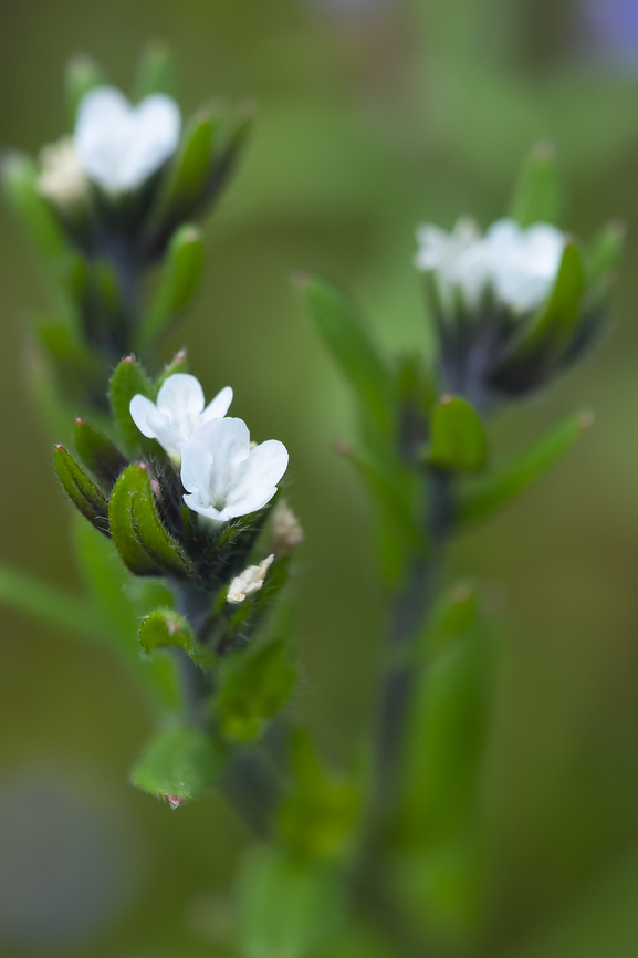 corn gromwell  Field gromwell,Geotagged,Lithospermum arvense,Spring,United States