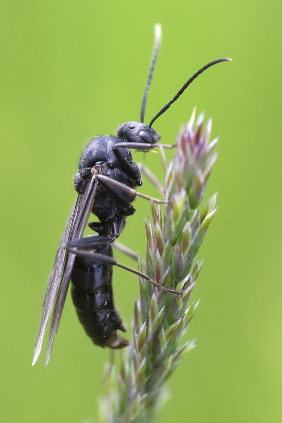 western carpenter ant - winged these guys were all over the place...  Camponotus modoc,Geotagged,Spring,United States,Western carpenter ant