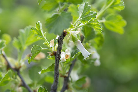 wax currant  Geotagged,Ribes cereum,Spring,United States,Wax currant