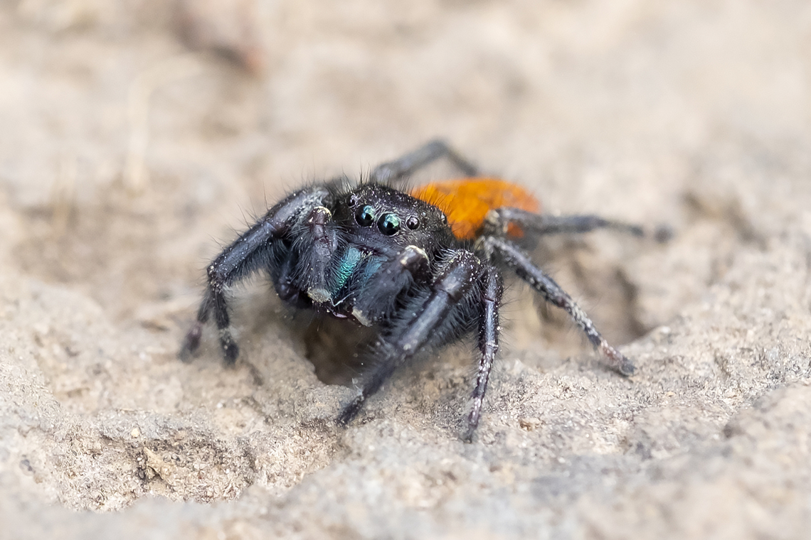 Johnson jumper  Geotagged,Phidippus johnsoni,Red-backed jumping spider,Spring,United States