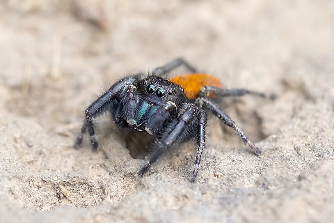 Johnson jumper  Geotagged,Phidippus johnsoni,Red-backed jumping spider,Spring,United States