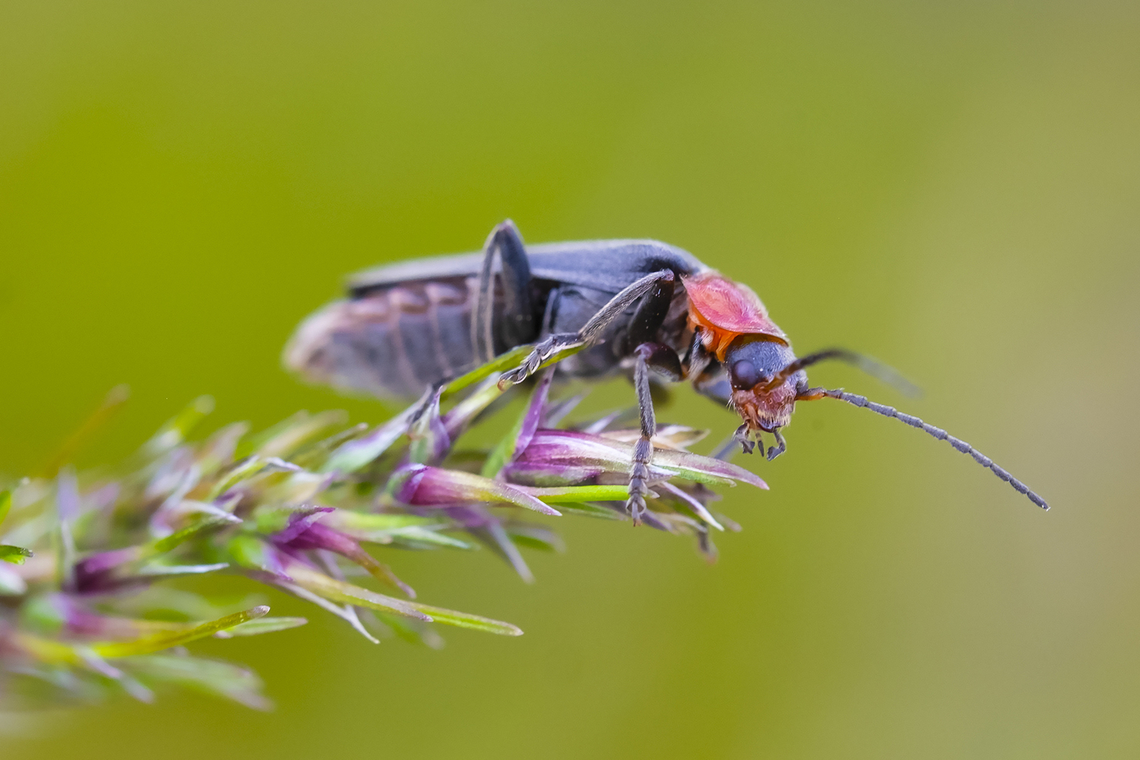soldier beetle a year later, but BugGuide prevails - Cantharis oregona Cantharis oregona,Geotagged,Spring,United States