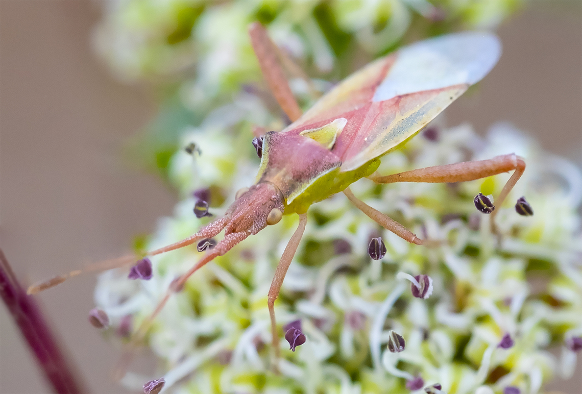 Scentless plant bug - Harmostes sp.  Geotagged,Harmostes reflexulus,Spring,United States