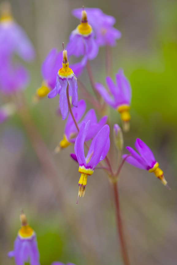 dark-throat shooting star  Geotagged,Primula pauciflora,Spring,United States