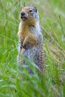 Columbian ground squirrel  Columbian ground squirrel,Geotagged,Spring,United States,Urocitellus columbianus