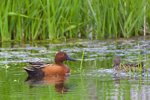 Cinnamon teal Anas cyanoptera,Cinnamon teal,Geotagged,Spring,United States