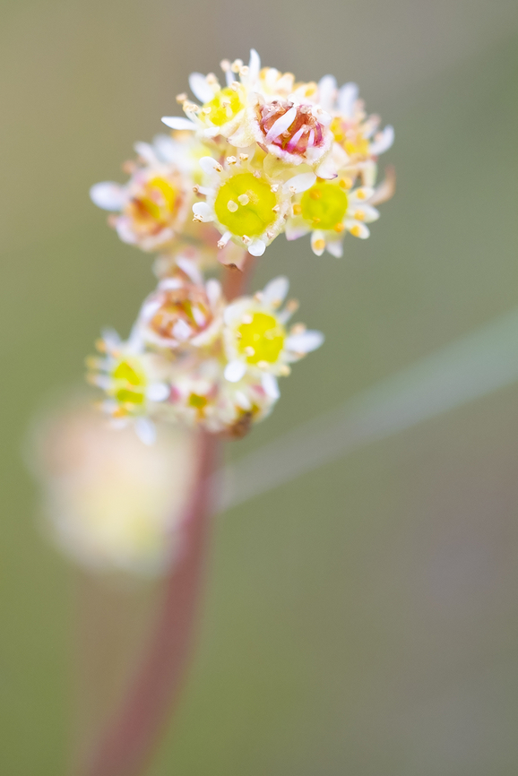 Columbia saxifrage  Geotagged,Micranthes nidifica,Spring,United States