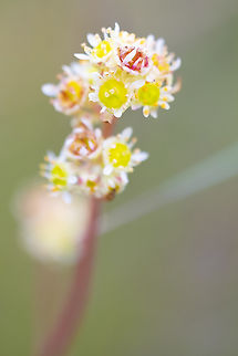 Columbia saxifrage  Geotagged,Micranthes nidifica,Spring,United States