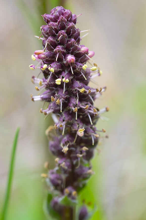 red kittentails also called red coraldrops, red Bessia Geotagged,Spring,Synthyris rubra,United States,red kittentails