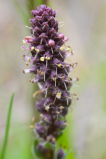 red kittentails also called red coraldrops, red Bessia Geotagged,Spring,Synthyris rubra,United States,red kittentails