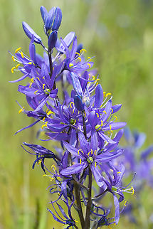 common camas  Camas,Camassia quamash,Geotagged,Spring,United States