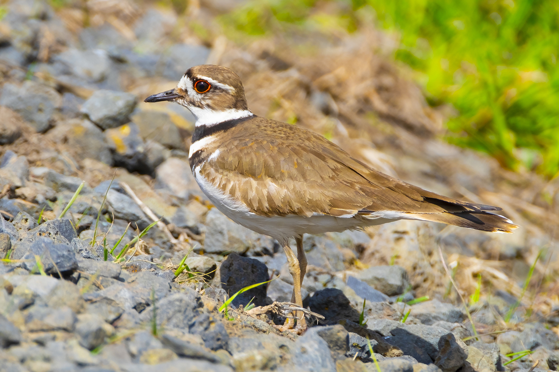 Killdeer  Charadrius vociferus,Geotagged,Killdeer,Spring,United States