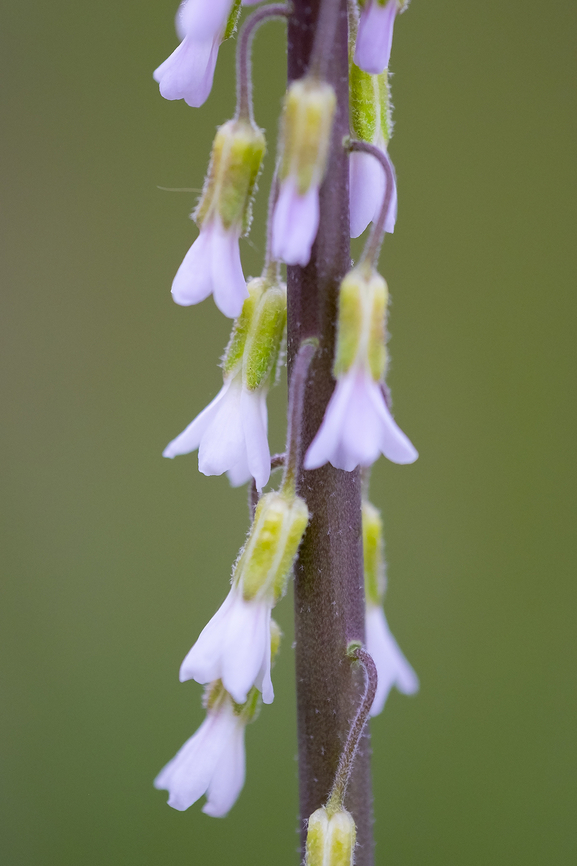 dangle-podded rockcress  Boechera pendulocarpa,Geotagged,Spring,United States,dangle-pod rockcress