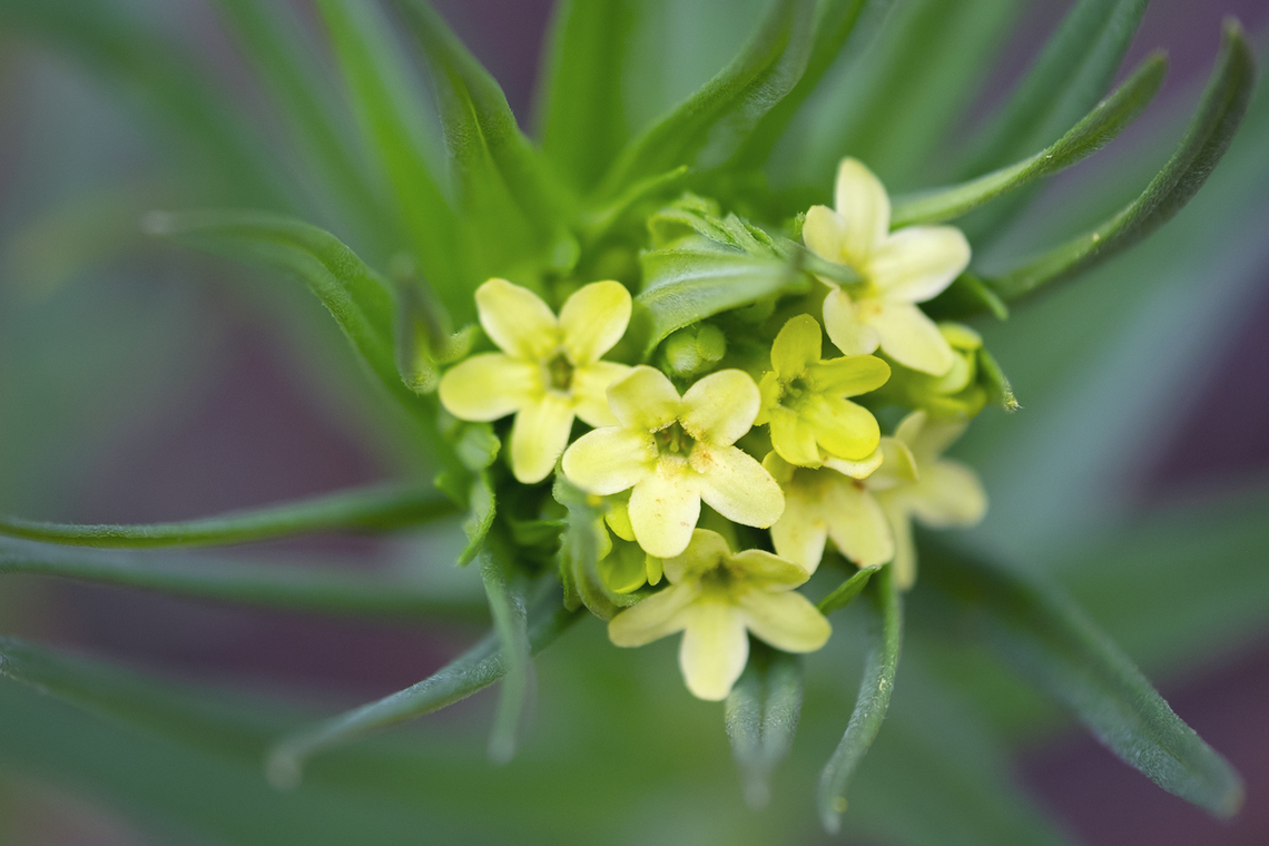 Western stoneseed  Geotagged,Lithospermum ruderale,Spring,United States,Western stoneseed