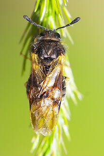 Bronze colored sawfly  Abia americana,Geotagged,Spring,United States,cimbicid sawfly