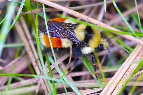 Hunt's bumble bee  Bombus huntii,Geotagged,Hunt's bumble bee,Spring,United States