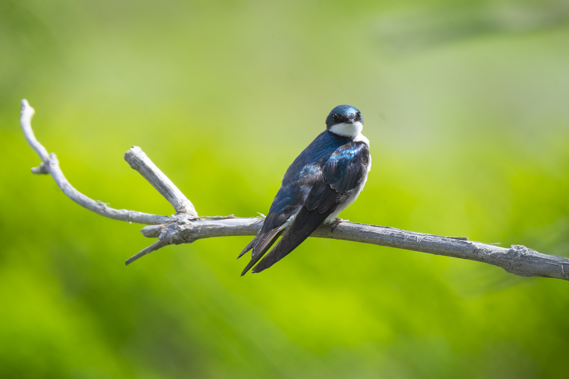 Tree swallow  Geotagged,Spring,Tachycineta bicolor,Tree Swallow,United States