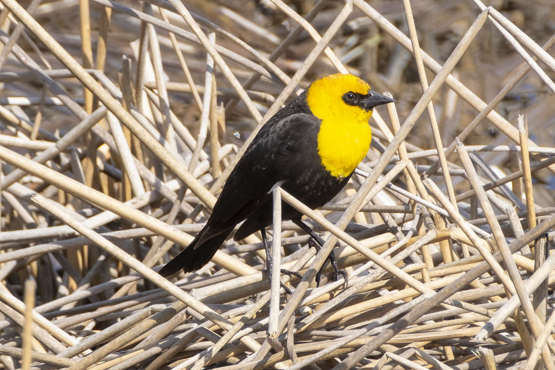 Yellow-headed blackbird  Geotagged,Spring,United States,Xanthocephalus xanthocephalus,Yellow-headed Blackbird