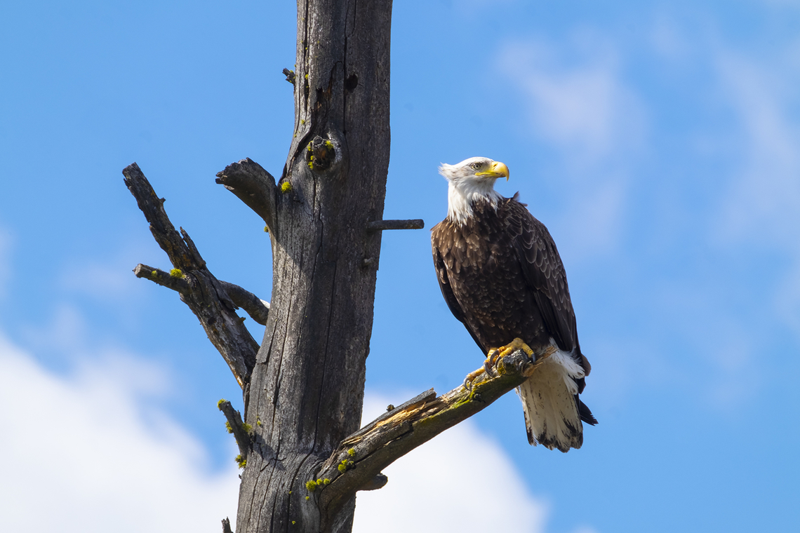 young bald eagle just a few touches of brown left in it's white tail and head Bald Eagle,Geotagged,Haliaeetus leucocephalus,Spring,United States