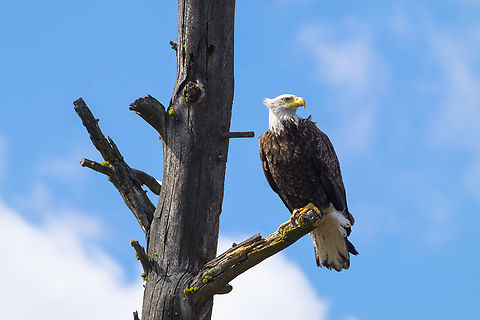 young bald eagle just a few touches of brown left in it's white tail and head Bald Eagle,Geotagged,Haliaeetus leucocephalus,Spring,United States