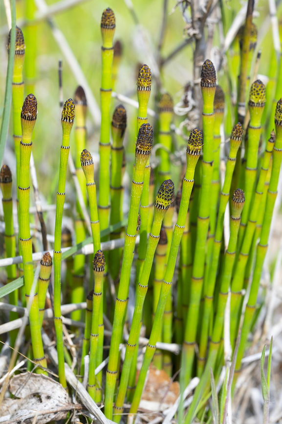 smooth scouring rush  Equisetum laevigatum,Geotagged,Smooth Scouring Rush,Spring,United States