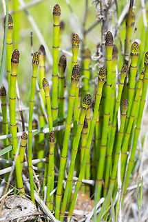smooth scouring rush  Equisetum laevigatum,Geotagged,Smooth Scouring Rush,Spring,United States
