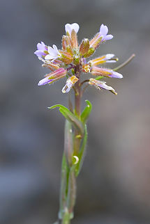 few flower rockcress  Boechera sparsiflora,Elegant rockcress,Geotagged,Spring,United States