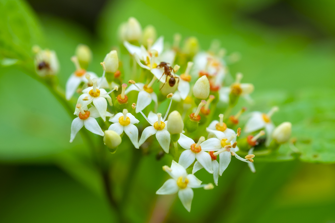 Red Osier dogwood  Cornus sericea,Geotagged,Spring,United States