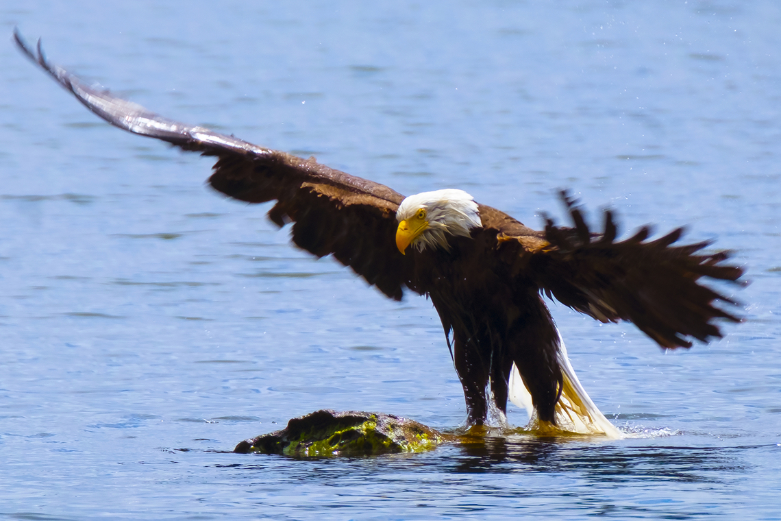 Eagle bath time a little more eagle action... first time I've ever seen an eagle do a birdbath... granted he needed a much larger water source than is typical, but he found a handy log in the lake to use. Bald Eagle,Geotagged,Haliaeetus leucocephalus,Spring,United States