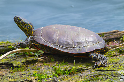 Western painted turtle  Chrysemys picta,Geotagged,Painted turtle,Spring,United States