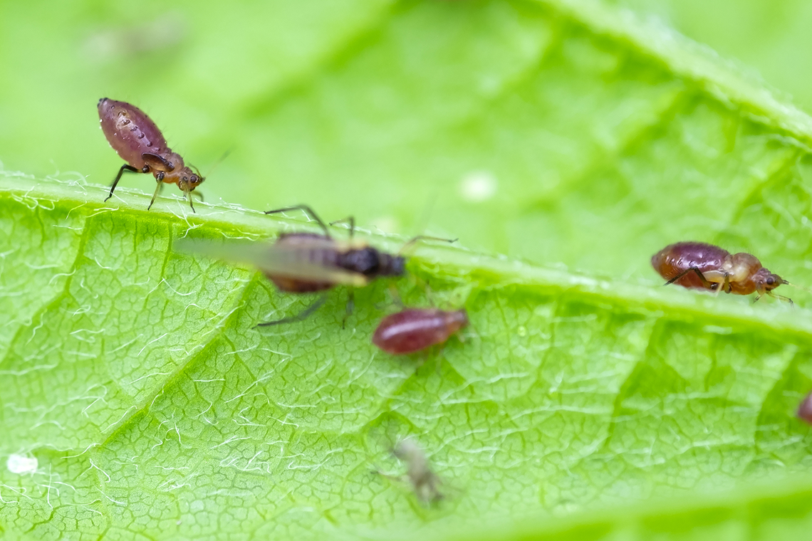 California maple aphids  California maple aphid,Geotagged,Periphyllus californiensis,Spring,United States