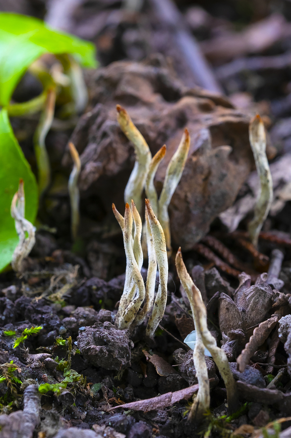 Hickory candlesnuff fungus <figure class="photo"><a href="https://www.jungledragon.com/image/27738/xylaria_oxyacanthae.html" title="Xylaria oxyacanthae"><img src="https://s3.amazonaws.com/media.jungledragon.com/images/1590/27738_thumb.jpg?AWSAccessKeyId=05GMT0V3GWVNE7GGM1R2&Expires=1769040010&Signature=YV1J%2Bv8UYG9NMn2sSACapktGMdY%3D" width="200" height="134" alt="Xylaria oxyacanthae OK - this has got to be one of the weirder of the weird things I've come across. It's a fungus that only grows on the fallen seeds of hawthorn and hickory trees. I went back to this site and checked and indeed it is right below a hawthorn. The seeds get infected with the spores before they fall, but the fruiting bodies don't appear until the they've fallen and begun to decompose.<br />
<br />
To tell the truth I don't even know what made me notice this&hellip; it doesn't look like much or stand out. It looks like little roots or twigs until you get your nose right down on it, but something did make me look closer. Geotagged,Seattle,Spring,United States,Xylaria oxyacanthae,fungus,hawthorn" /></a></figure> Geotagged,Hickory Candlesnuff Fungus,Spring,United States,Xylaria oxyacanthae