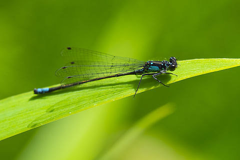Pacific forktail  Geotagged,Ischnura cervula,Pacific Forktail,Spring,United States