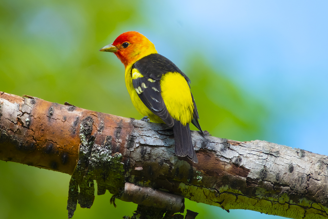 western tanager I don&#039;t see these lovely little guys on this side of the mountains too often - amazingly this one was in a busy city park - and I think I was the only one who was looking! Geotagged,Piranga ludoviciana,Spring,United States,Western tanager