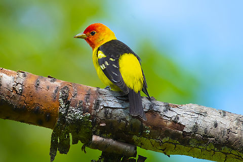 western tanager I don't see these lovely little guys on this side of the mountains too often - amazingly this one was in a busy city park - and I think I was the only one who was looking! Geotagged,Piranga ludoviciana,Spring,United States,Western tanager