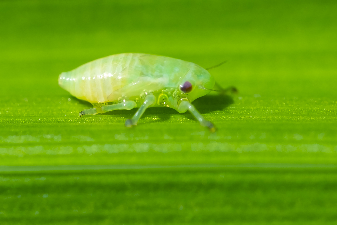 spittlebug nymph  Geotagged,Philaenus spumarius,Spring,United States
