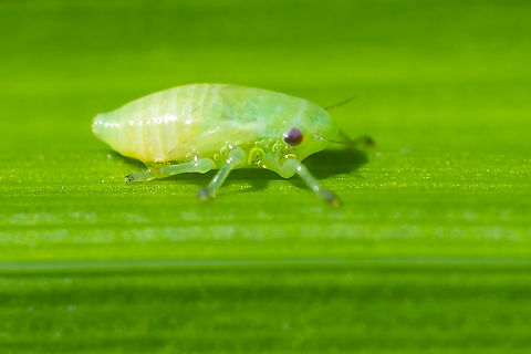 spittlebug nymph  Geotagged,Philaenus spumarius,Spring,United States