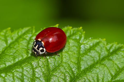 Western blood-red ladybeetle one of my favorite native ladies - they are bright red, rather than an orangish red. Cycloneda polita,Geotagged,Spring,United States,Western Blood-Red Ladybird