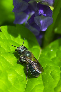 blue orchard mason bee  Geotagged,Orchard mason bee,Osmia lignaria,Spring,United States