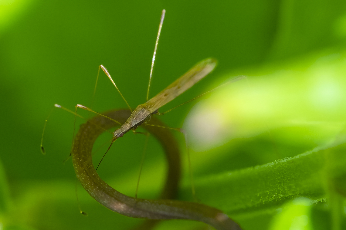 Neoneides muticus stilt bug Geotagged,Neoneides muticus,Spring,United States