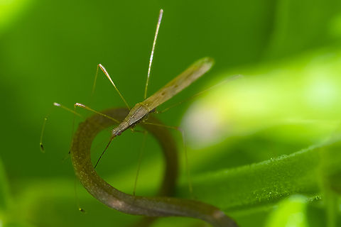 Neoneides muticus stilt bug Geotagged,Neoneides muticus,Spring,United States
