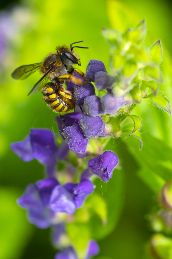 European wool carder bee  Anthidium manicatum,European wool carder bee,Geotagged,Spring,United States